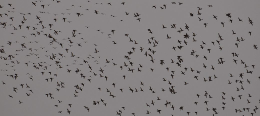 mallards washburn 2015